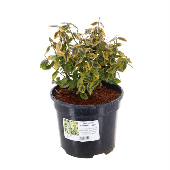 Euonymus fortunei 'Emerald 'n' Gold' - 3L pot