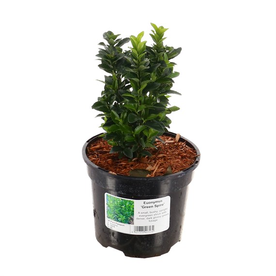 Euonymus japonicus 'Green Spire' - 2L Pot