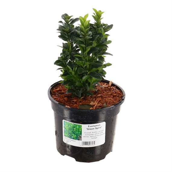 Euonymus Japonicus 'Green Spire' - 3L Pot