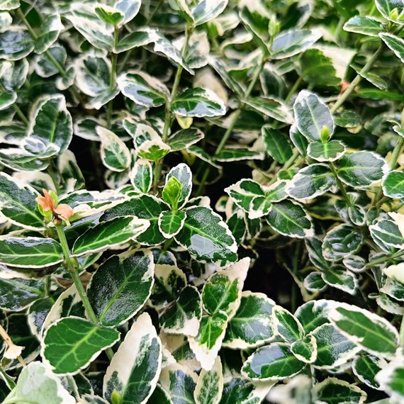 Euonymus Japonicus 'White Spire' - 2L Pot