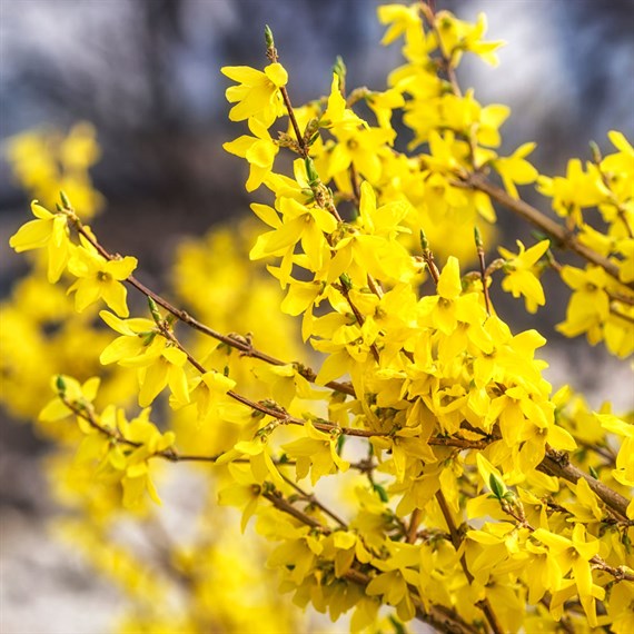 Forsythia 'Flojor' - 3L Pot