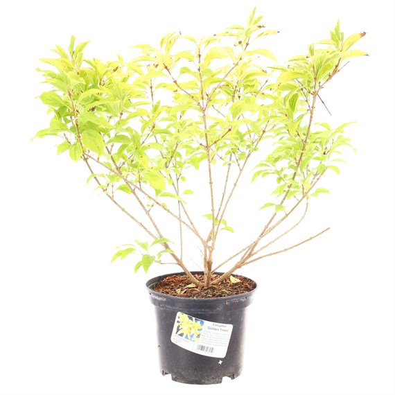 Forsythia 'Golden Times' - 5L Pot