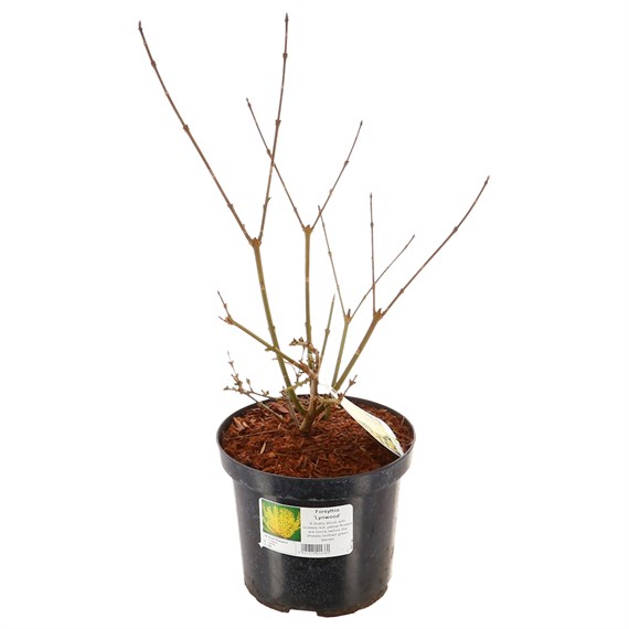 Forsythia intermedia 'Lynwood' - 4L Pot