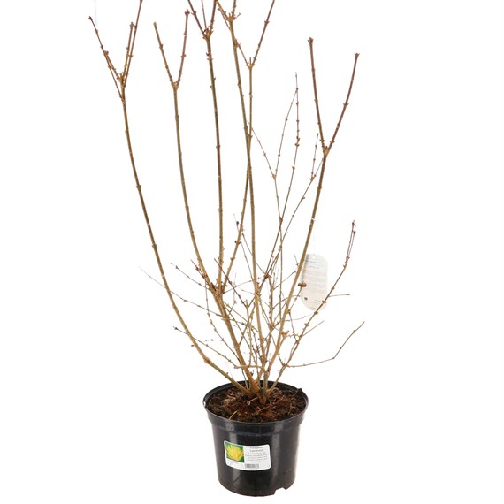 Forsythia intermedia 'Lynwood' - 5L Pot