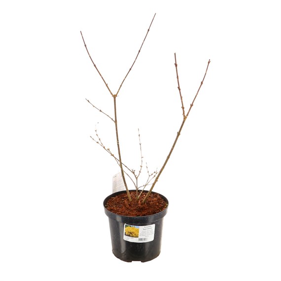 Forsythia intermedia 'Spectabilis' - 4L Pot