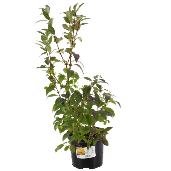 Forsythia 'Spectabilis' - 7.5L Pot