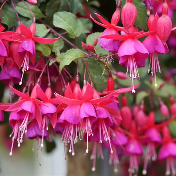 Fuchsia 'Beacon' - 2L Pot