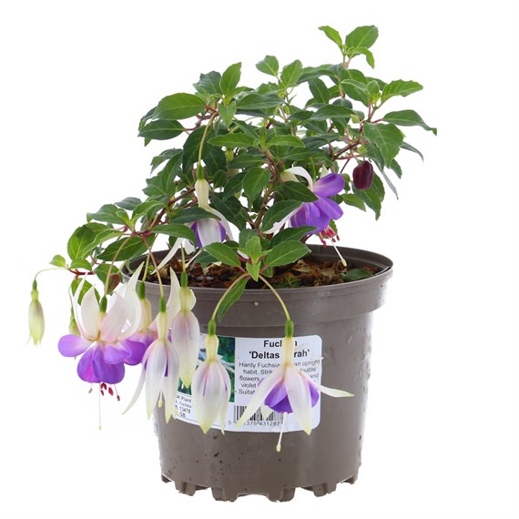 Fuchsia 'Deltas Sarah' - 2L Pot