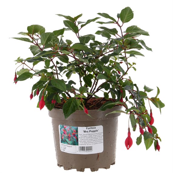 Fuchsia 'Mrs Popple' - 2L Pot