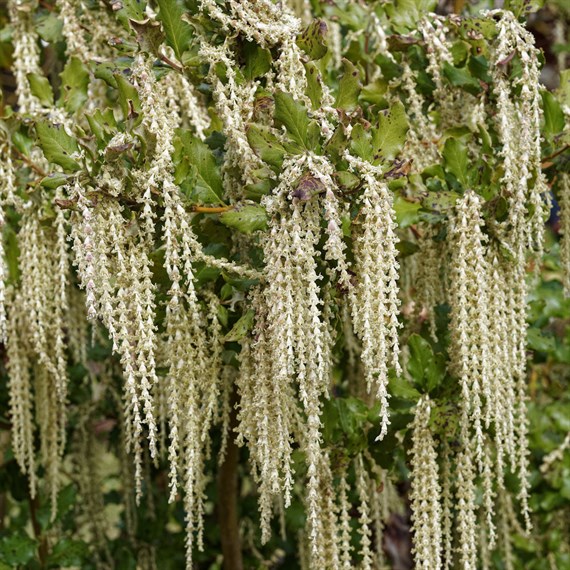Garrya Eliptica 'James Roof' - 3L Pot