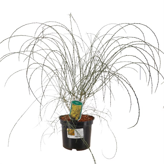 Genista lydia - 2L Pot