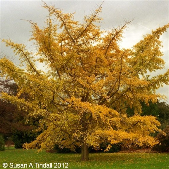 Ginkgo Biloba - 5L Pot