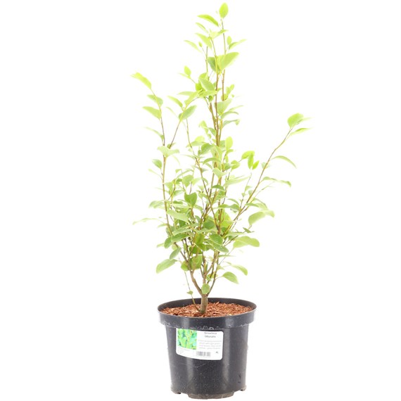 Griselinia Littoralis - 4L Pot