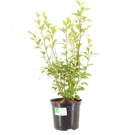 Griselinia Littoralis - 7.5L Pot
