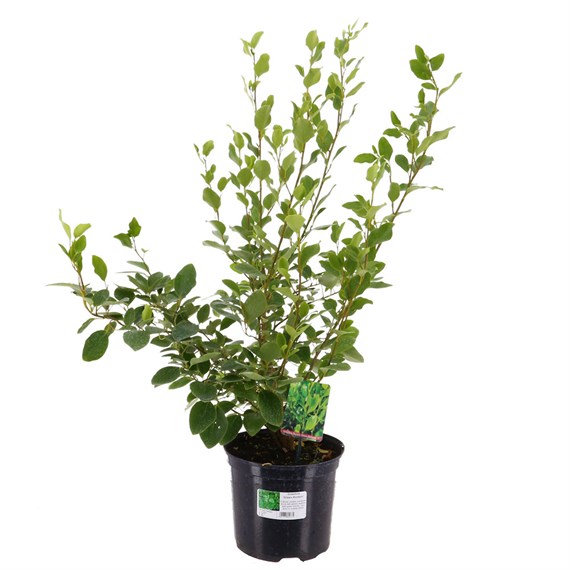 Griselinia Littoralis Green Horizon - 4L Pot