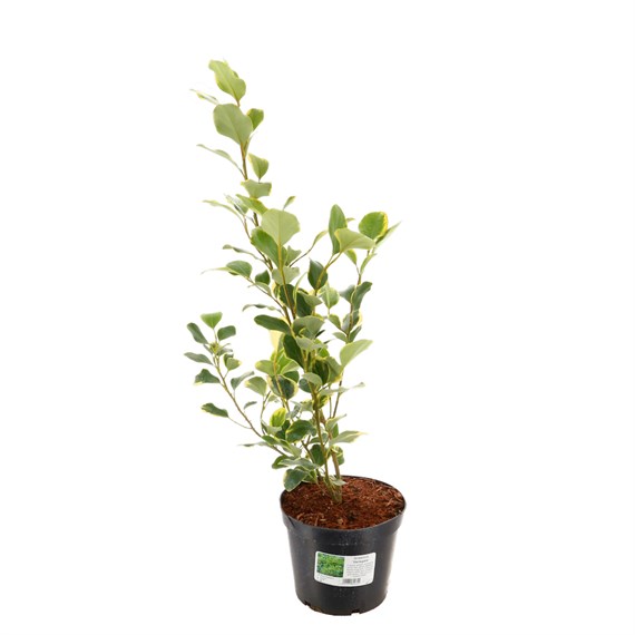 Griselinia littoralis 'Variegata' - 4L Pot