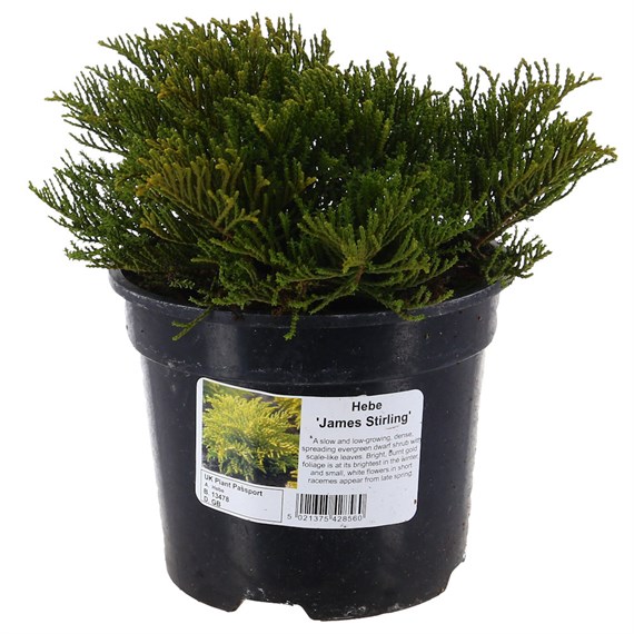 Hebe 'James Stirling' - 2L Pot