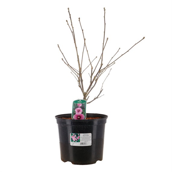 Hibiscus Syr. 'Aphrodite' - 7.5L Pot