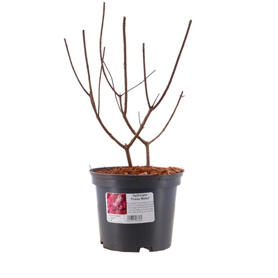 Hydrangea Fraise Melba' - 15L Pot