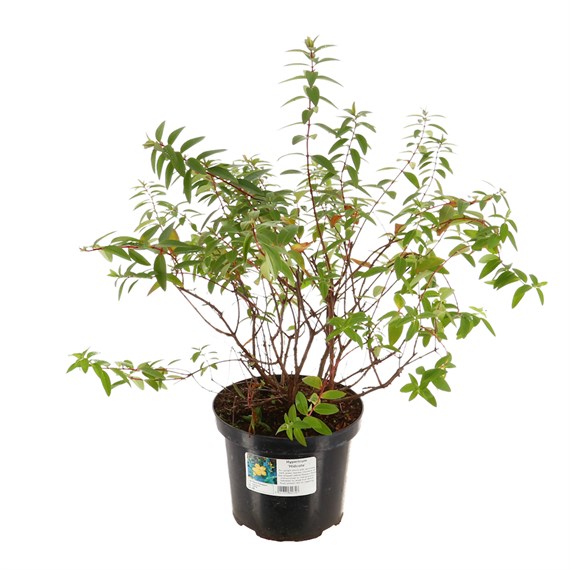 Hypericum 'Hidcote' - 4L Pot