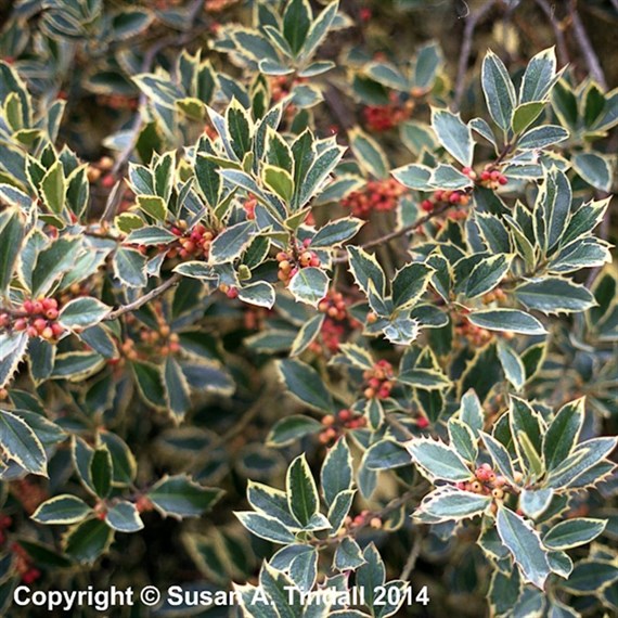 Ilex Aquifolium 'Handsworth New Silver' - 4L Pot