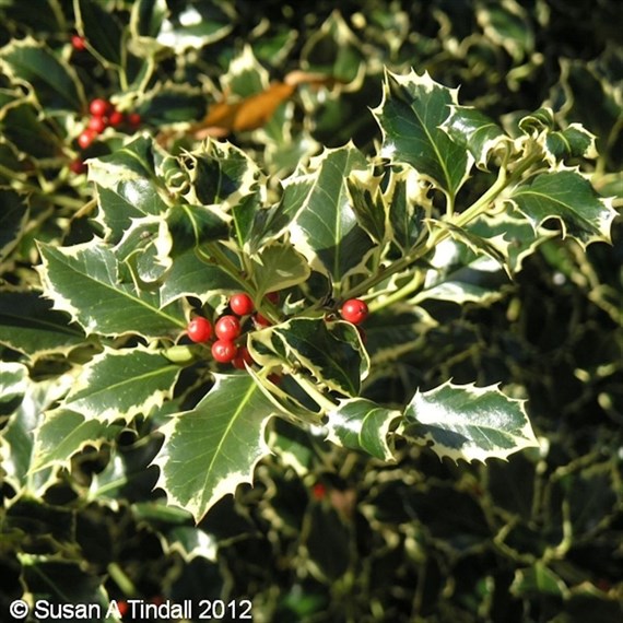 Ilex 'Argenteomarginata' - 4L Pot