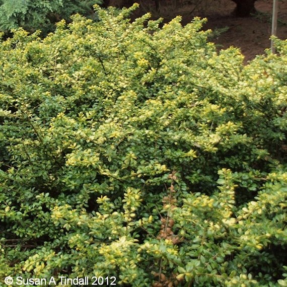 Ilex Crenata 'Golden Gem' - 5L Pot