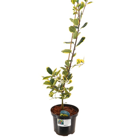 Ilex Golden King - 4L Pot