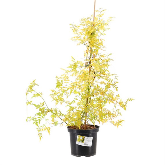 Jasminum 'Fiona Sunrise' - 3L Pot
