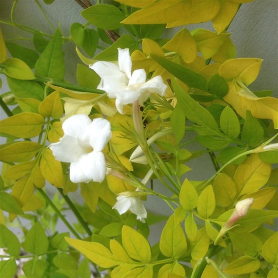 Jasminum 'Sunbeam' - 3L Pot
