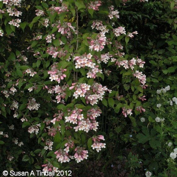 Kolkwitzia Pink Cloud - 4L Pot