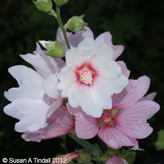 Lavatera 'Barnsley' - 4L Pot