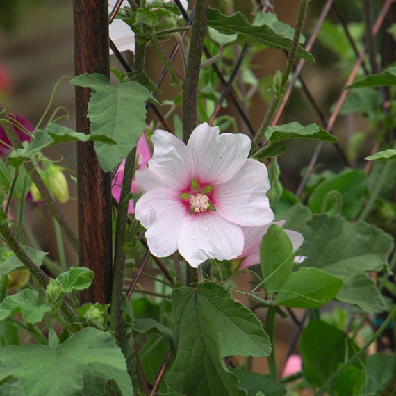 Lavatera 'Silver Barnsley' - 4L Pot