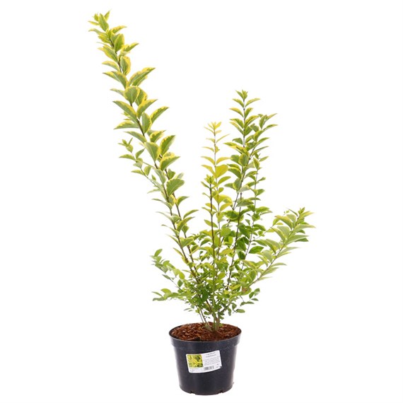 Ligustrum Ovalifolium - 3L Pot