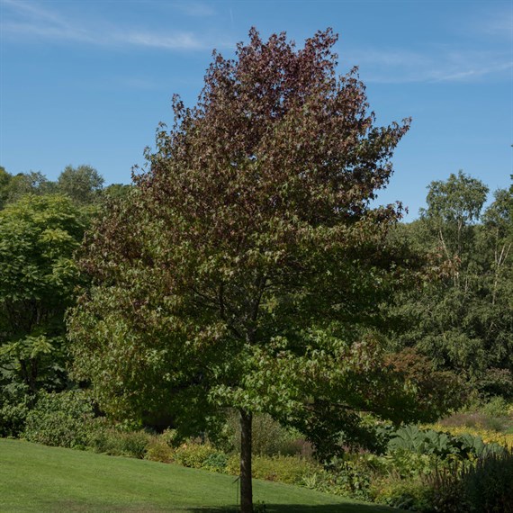 Liquidamber Worplesdon - 10L Pot
