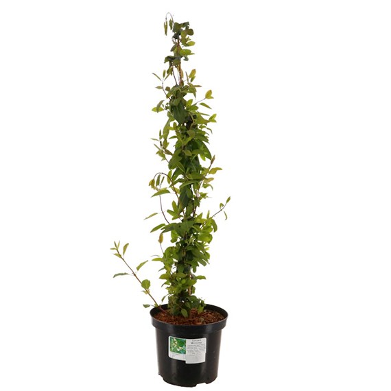 Lonicera 'Mint Crisp' - 3L Pot