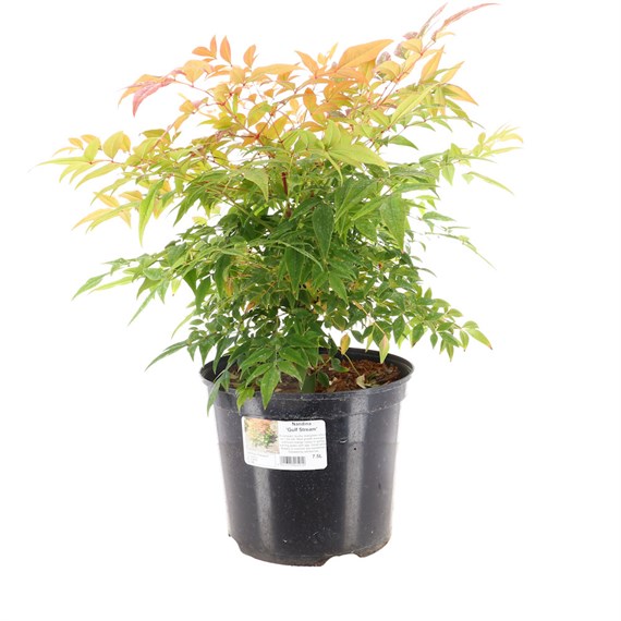 Nandina Domestica 'Gulf Stream' - 7.5L Pot