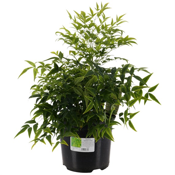 Nandina 'Lemon-Lime' - 3L Pot