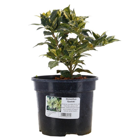 Osmanthus Heterophyllus Goshiki - 3L Pot