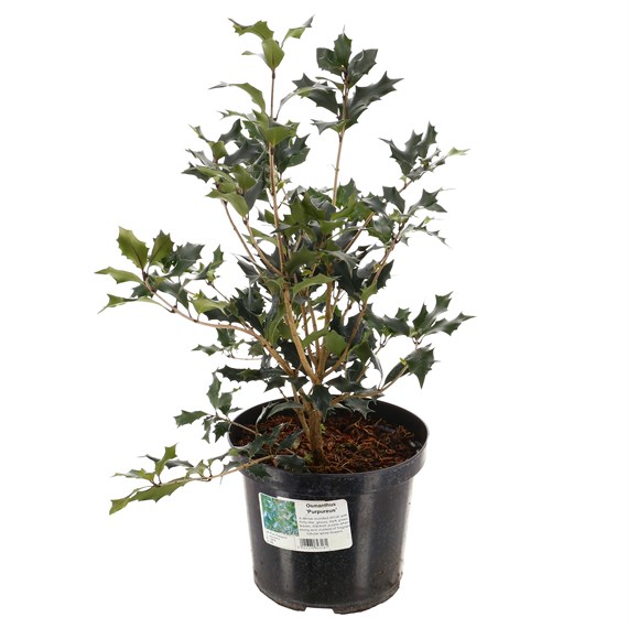 Osmanthus heterophyllus 'Purpureus' - 4L Pot