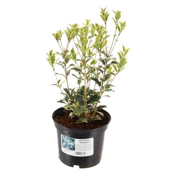 Osmanthus Heterophyllus Variegatus - 3L Pot
