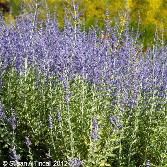 Perovskia Blue Spire - 3L Pot