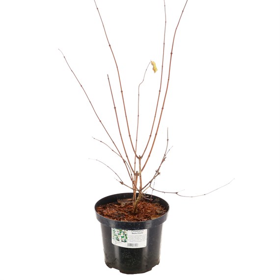 Philadelphus Belle Etoile - 4L Pot
