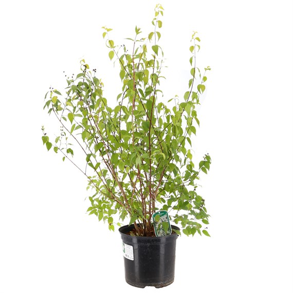 Philadelphus Lemoinei - 7.5L Pot