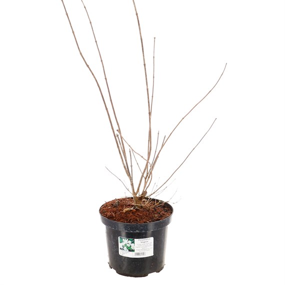 Philadelphus Virginal - 4L Pot