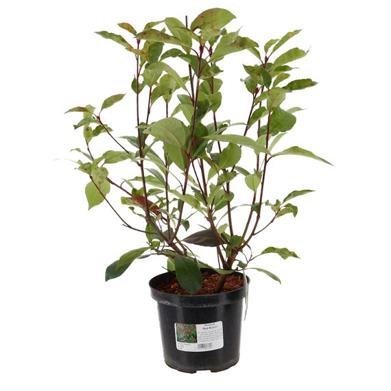 Photinia Fraseri Red Robin - 4L Pot