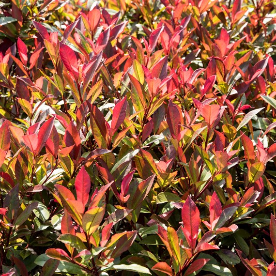 Photinia 'Mandarino' - 7.5L Pot
