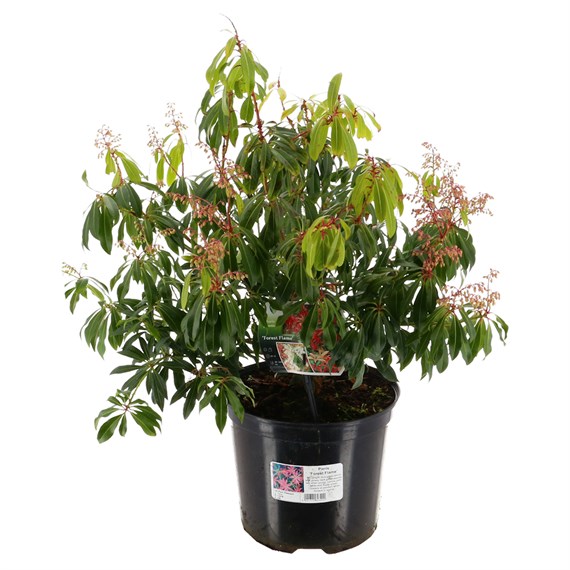 Pieris 'Forest Flame' - 7.5L Pot