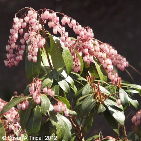 Pieris 'Katsura' - 7.5L Pot