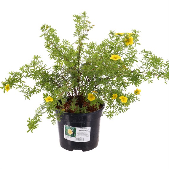 Potentilla frut. 'Mango Tango' - 3L Pot
